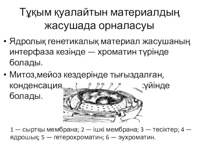 Тұқым қуалайтын материалдың жасушада орналасуы Ядролық генетикалық материал жасушаның интерфаза кезінде