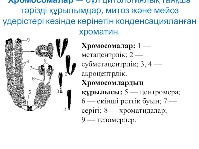 Хромосомалар — бұл цитологиялық таяқша тәрізді құрылымдар, митоз және мейоз үдерістері