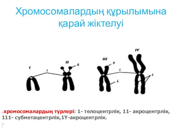 Хромосомалардың құрылымына қарай жіктелуі .Ххромосомалардың түрлері: 1- телоцентрлік, 11- акроцентрлік, 111- субметацентрлік,1Y-акроцентрлік. : «» I