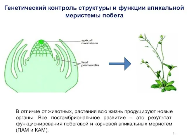 Генетический контроль структуры и функции апикальной меристемы побега В отличие от