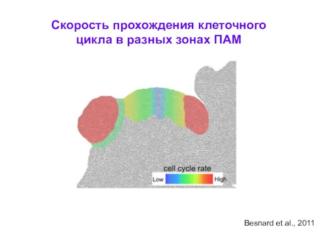 Скорость прохождения клеточного цикла в разных зонах ПАМ Besnard et al., 2011