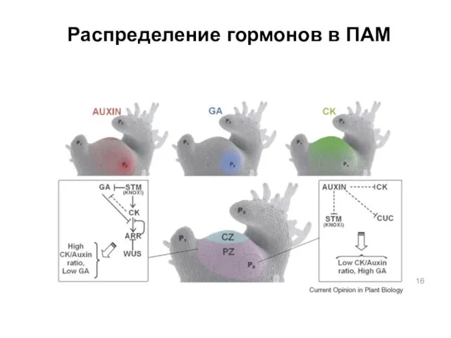 Распределение гормонов в ПАМ