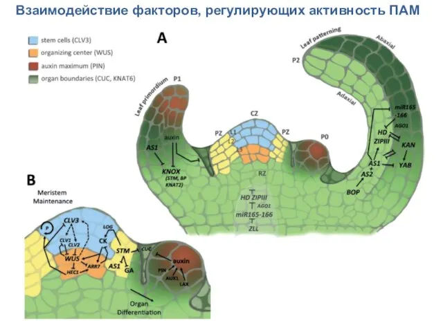 Взаимодействие факторов, регулирующих активность ПАМ