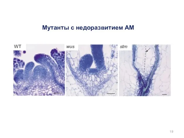 Мутанты с недоразвитием АМ WT wus stm