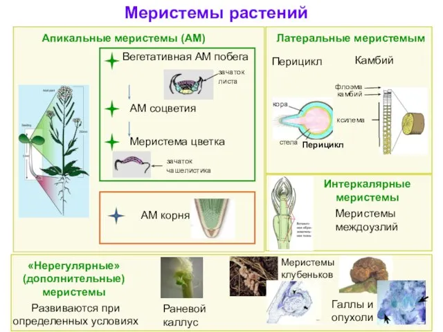 Меристемы растений АМ соцветия Вегетативная АМ побега Меристема цветка Апикальные меристемы