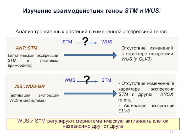 Изучение взаимодействия генов STM и WUS: Анализ трансгенных растений с измененной