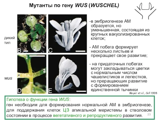 Мутанты по гену WUS (WUSCHEL) дикий тип wus Mayer et al.,