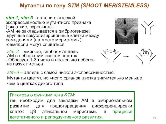 stm-1, stm-5 - аллели с высокой экспрессивностью мутантного признака («жесткие, суровые»):