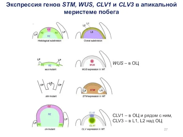 Экспрессия генов STM, WUS, CLV1 и CLV3 в апикальной меристеме побега