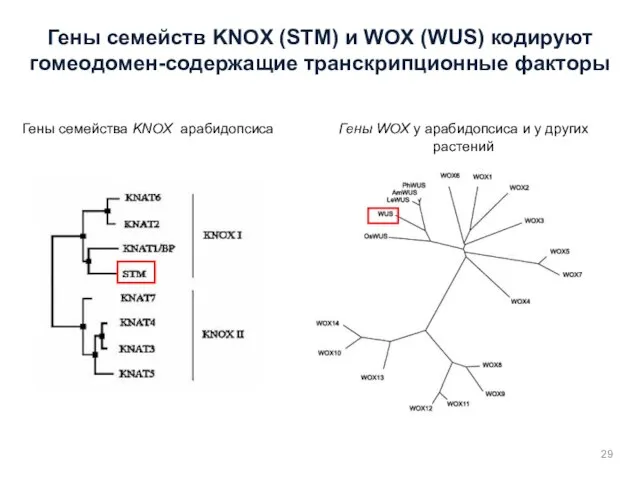 Гены семейств KNOX (STM) и WOX (WUS) кодируют гомеодомен-содержащие транскрипционные факторы