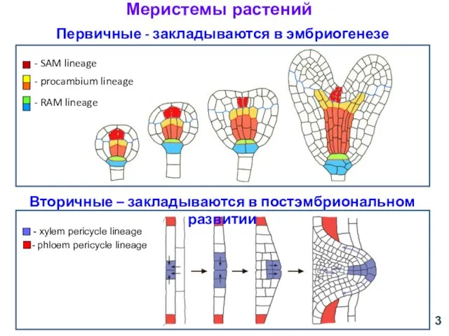 Первичные - закладываются в эмбриогенезе 3 - xylem pericycle lineage -