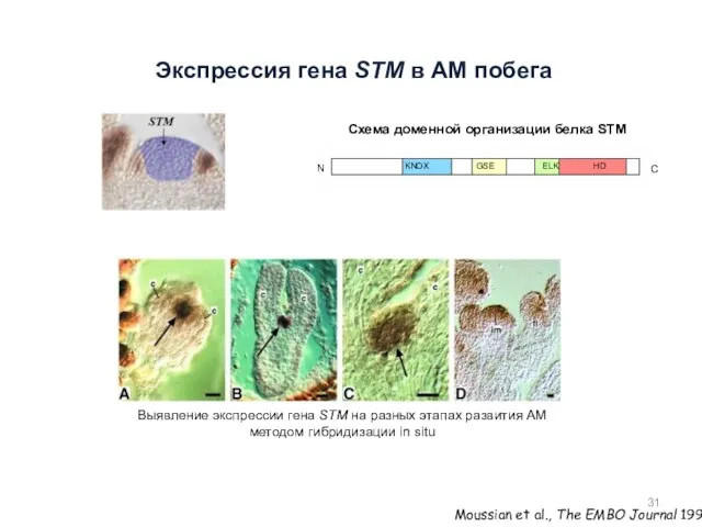 Экспрессия гена STM в АМ побега Moussian et al., The EMBO