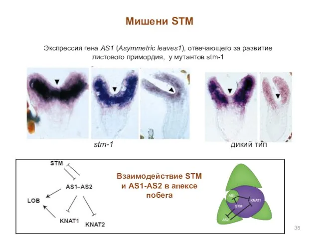 Мишени STM Экспрессия гена AS1 (Asymmetric leaves1), отвечающего за развитие листового