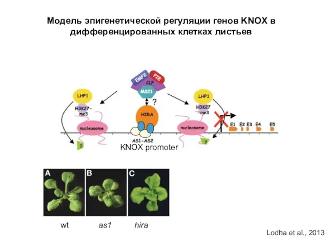 Модель эпигенетической регуляции генов KNOX в дифференцированных клетках листьев wt as1