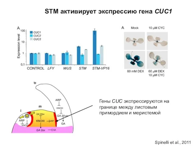 STM активирует экспрессию гена CUC1 Гены CUC экспрессируются на границе между