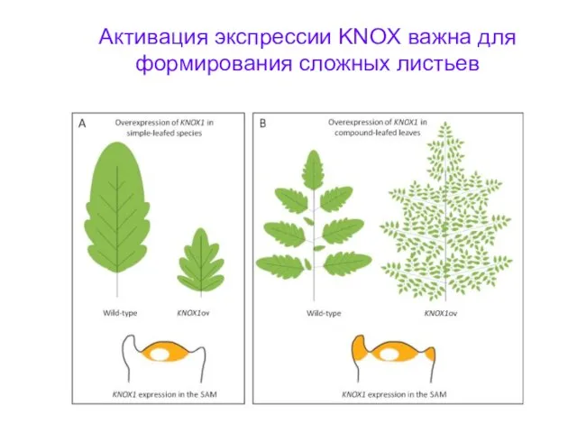 Активация экспрессии KNOX важна для формирования сложных листьев