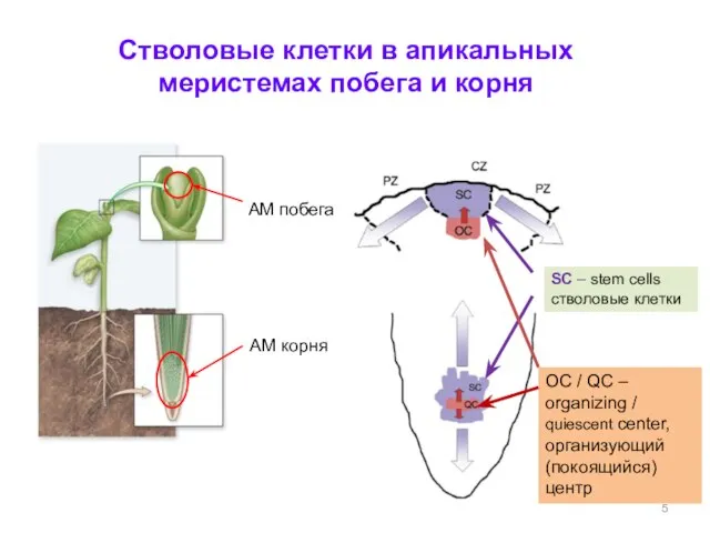 АМ корня SC – stem cells стволовые клетки Стволовые клетки в