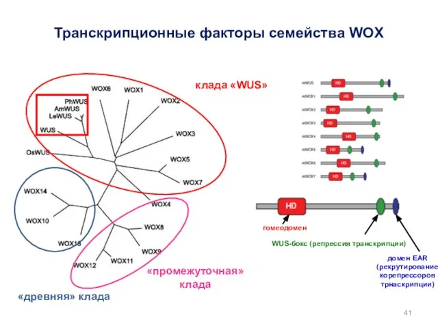 Транскрипционные факторы семейства WOX WUS-бокс (репрессия транскрипции) домен EAR (рекрутирование корепрессоров