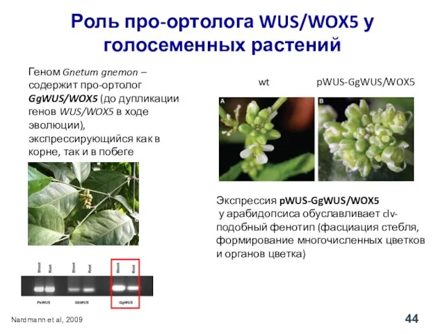 Геном Gnetum gnemon – содержит про-ортолог GgWUS/WOX5 (до дупликации генов WUS/WOX5