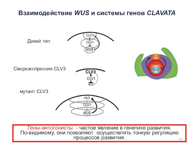 Гены-антогонисты - частое явление в генетике развития. По-видимому, они позволяют осуществлять