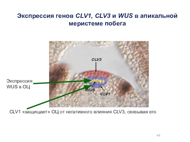 Экспрессия генов CLV1, CLV3 и WUS в апикальной меристеме побега Экспрессия