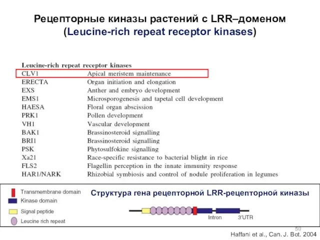 Рецепторные киназы растений c LRR–доменом (Leucine-rich repeat receptor kinases) Haffani et