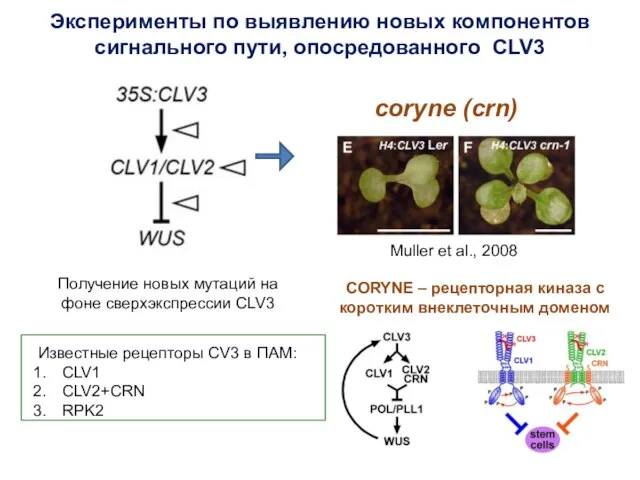 Эксперименты по выявлению новых компонентов сигнального пути, опосредованного CLV3 Получение новых