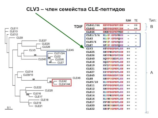 TDIF CLV3 – член семейства CLE-пептидов В А Тип: