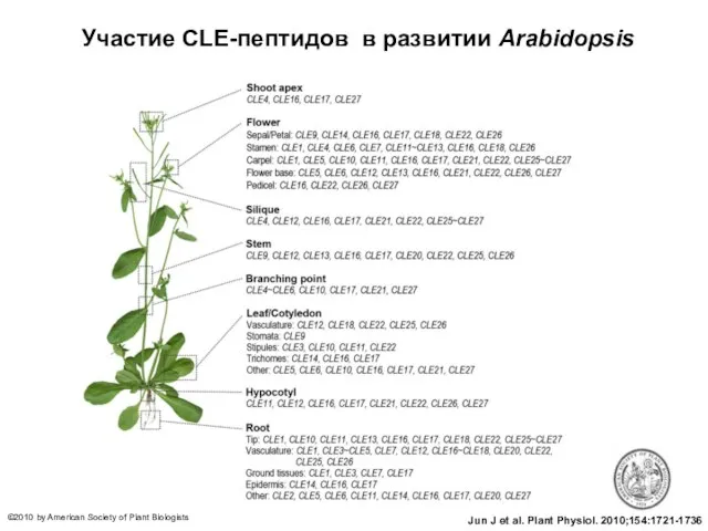 Участие CLE-пептидов в развитии Arabidopsis Jun J et al. Plant Physiol.