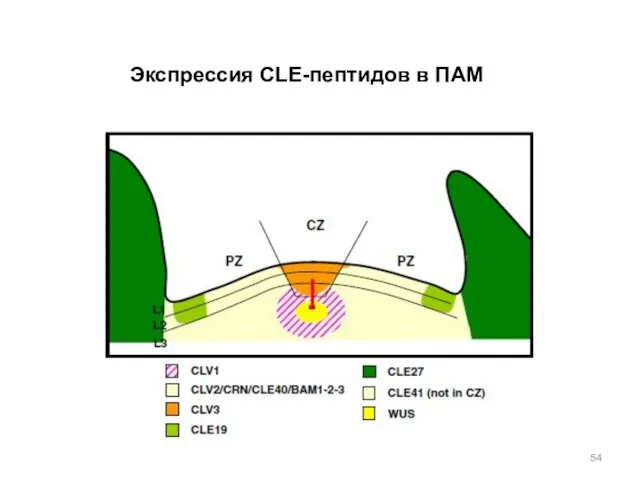 Экспрессия CLE-пептидов в ПАМ