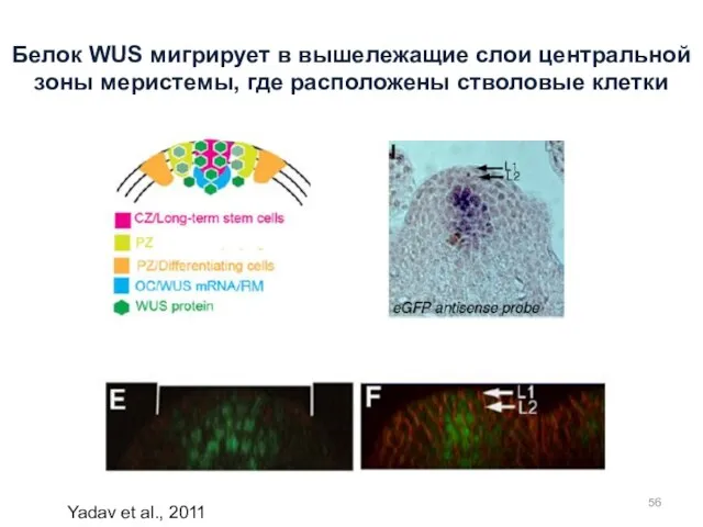 Yadav et al., 2011 Белок WUS мигрирует в вышележащие слои центральной