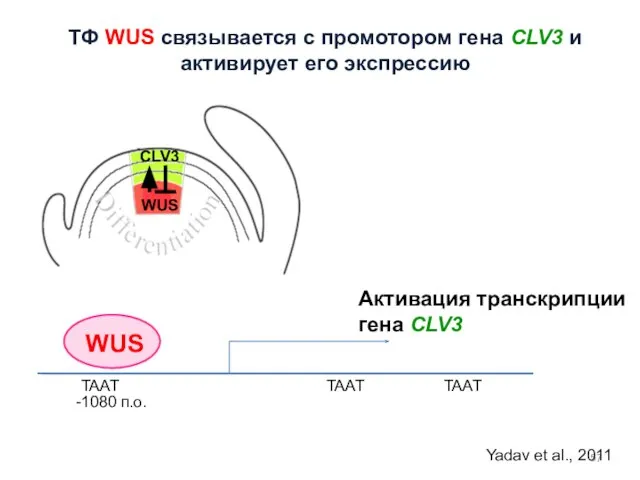 WUS TAAT TAAT TAAT -1080 п.о. Активация транскрипции гена CLV3 Yadav