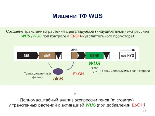 WUS STM LFY Мишени ТФ WUS Создание трансгенных растений с регулируемой