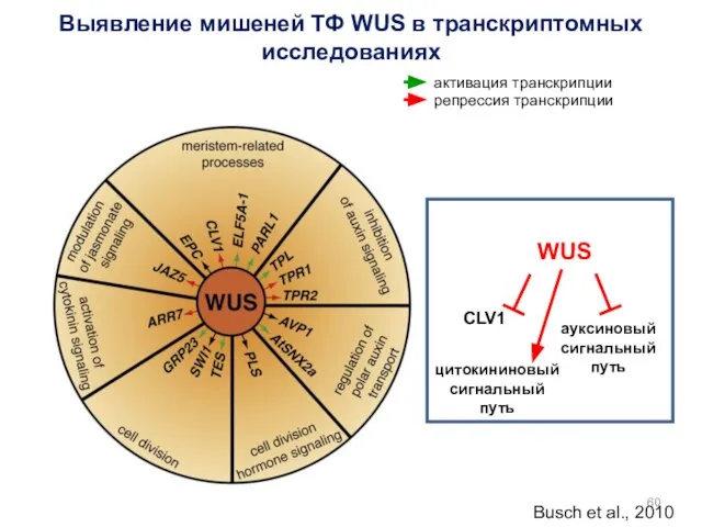 Busch et al., 2010 Выявление мишеней ТФ WUS в транскриптомных исследованиях