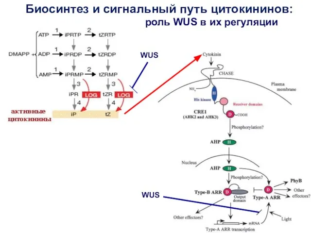 Биосинтез и сигнальный путь цитокининов: WUS WUS роль WUS в их регуляции