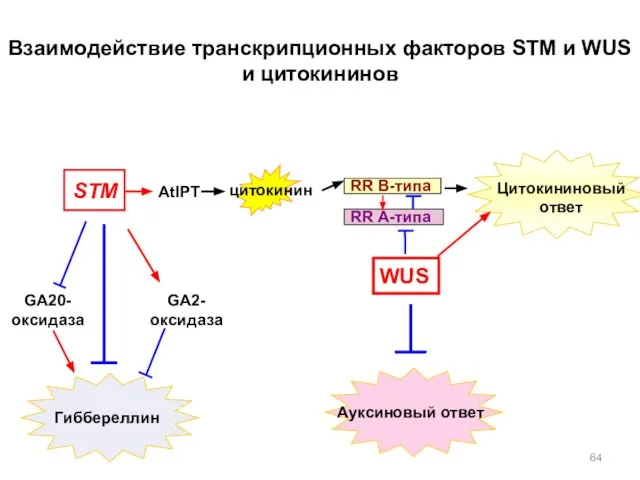 WUS STM AtIPT Цитокининовый ответ цитокинин Взаимодействие транскрипционных факторов STM и