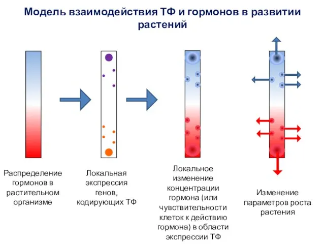 Локальная экспрессия генов, кодирующих ТФ Локальное изменение концентрации гормона (или чувствительности