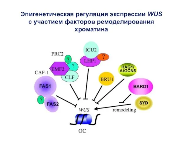 Эпигенетическая регуляция экспрессии WUS с участием факторов ремоделирования хроматина