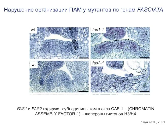 fas1-1 fas2-1 wt wt Нарушение организации ПАМ у мутантов по генам