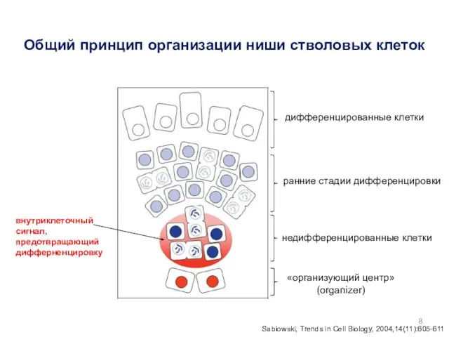 Общий принцип организации ниши стволовых клеток дифференцированные клетки ранние стадии дифференцировки