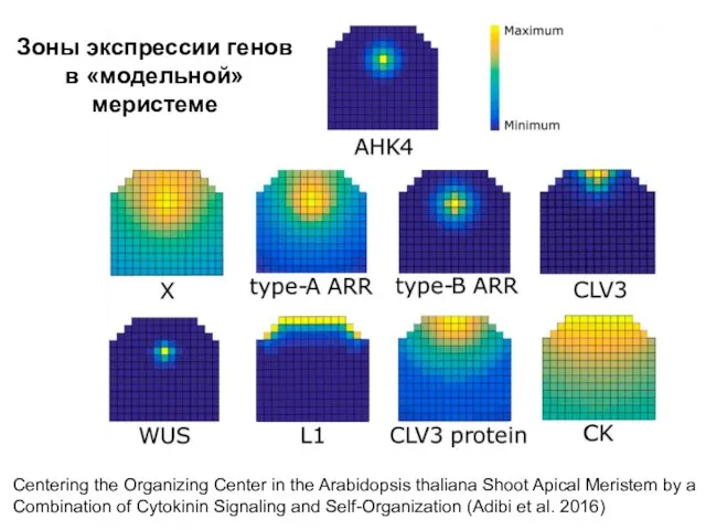 Зоны экспрессии генов в «модельной» меристеме Centering the Organizing Center in