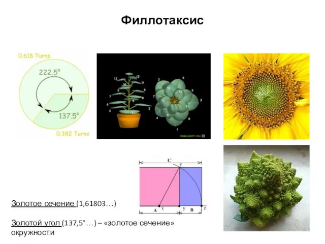 Филлотаксис Золотое сечение (1,61803…) Золотой угол (137,5°…) – «золотое сечение» окружности