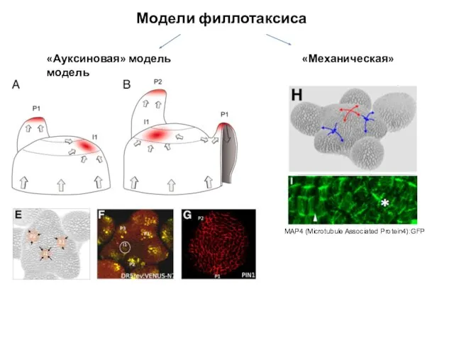 Модели филлотаксиса «Ауксиновая» модель «Механическая» модель MAP4 (Microtubule Associated Protein4):GFP