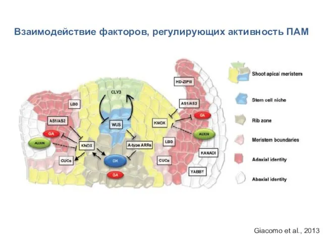 Giacomo et al., 2013 Взаимодействие факторов, регулирующих активность ПАМ