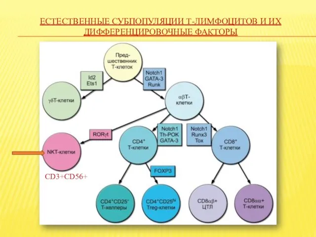 ЕСТЕСТВЕННЫЕ СУБПОПУЛЯЦИИ Т-ЛИМФОЦИТОВ И ИХ ДИФФЕРЕНЦИРОВОЧНЫЕ ФАКТОРЫ CD3+CD56+