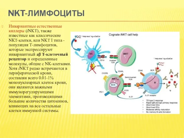 NKT-ЛИМФОЦИТЫ Инвариантные естественные киллеры (iNKT), также известные как классические NKT-клетки, или