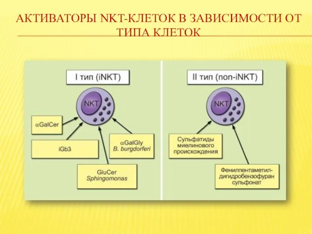 АКТИВАТОРЫ NKT-КЛЕТОК В ЗАВИСИМОСТИ ОТ ТИПА КЛЕТОК