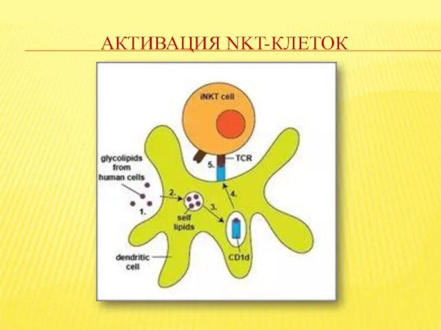 АКТИВАЦИЯ NKT-КЛЕТОК