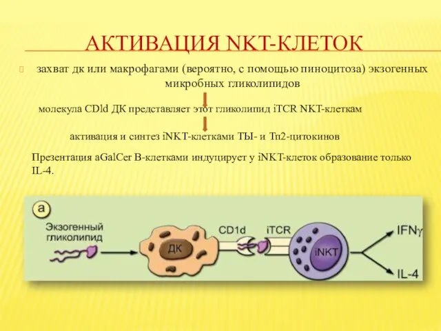 АКТИВАЦИЯ NKT-КЛЕТОК захват дк или макрофагами (вероятно, с помощью пиноцитоза) экзогенных