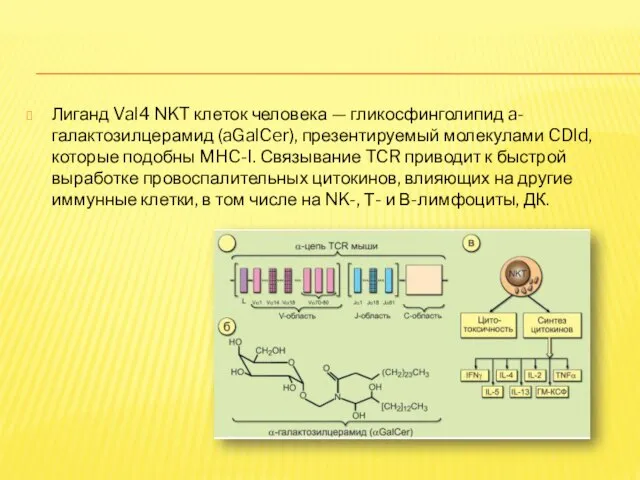 Лиганд Val4 NKT клеток человека — гликосфинголипид a-галактозилцерамид (aGalCer), презентируемый молекулами
